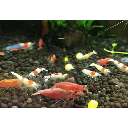 Kit de sistema generador de CO2 para acuario, cilindro generador de CO2 de acero inoxidable, Kit de Reactor de dióxido de carbono para plantas y peces